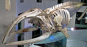 Eubalaena glacialis (North Atlantic right whale) 6 (30986324001)