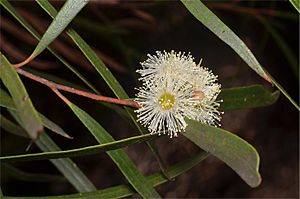 Eucalyptus apiculata flowers