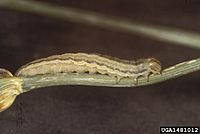Faronta diffusa larva