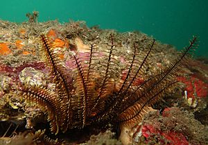 Feather star Comanthus trichoptera