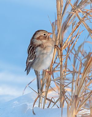 Field sparrow in CP (41514)