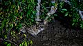 Fishing cat amidst mangroves