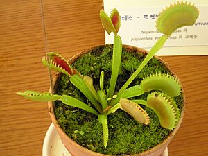 Flytrap