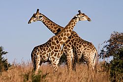 Giraffe Ithala KZN South Africa Luca Galuzzi 2004