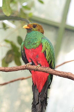Golden-headed Quetzal.jpg