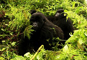Gorillas-moving