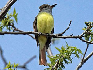 Great Crested Flycatcher RWD2