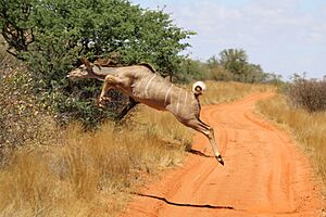 Greater kudu (Tragelaphus strepsiceros) cow jumping 2
