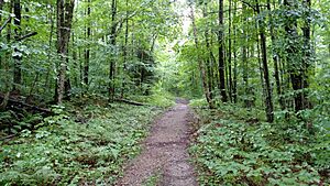 Guinea Pond Trail along former logging railroad grade, August 2016