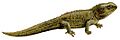 Hatteria white background