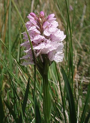 Heath Spotted Orchid, Corrie Fee. - geograph.org.uk - 470377