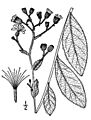 Hieracium-scabrum03