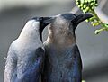 House Crows (Corvus splendens) grooming in Kolkata I IMG 4324