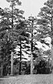 Hull Tank lookout tree