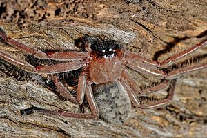Huntsman spider on log