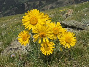 Hymenoxys grandiflora on South Baldy Mountain, Gunnison County, Colorado, USA 02.jpg