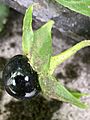 IMG 8023 Atropa belladonna L. Single fruit