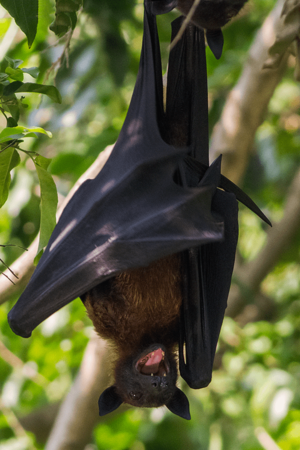 Indian Flying Fox (Pteropus giganteus) Kolkata West Bengal India 27042013