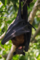 Indian Flying Fox (Pteropus giganteus) Kolkata West Bengal India 27042013.png