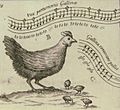 Kircher-musurgia-bird-song, chicken