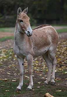 Kulan Equus hemionus kulan Tiergarten-Nuernberg-9