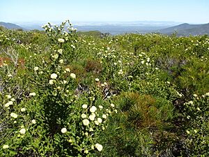 Kunzea montana habit