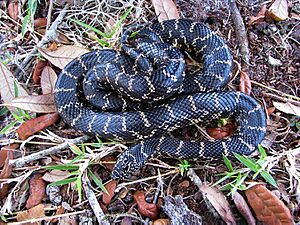 Lampropeltis getula floridana.jpg