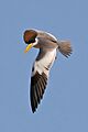 Large-billed tern (Phaetusa simplex) in flight