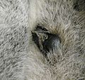 Lemur catta spur and antebrachial gland
