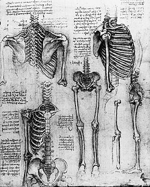 Leonardo Skeleton 1511
