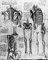 Leonardo Skeleton 1511