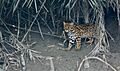 Leopard cat India