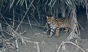 Leopard cat India