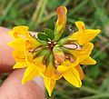 Lotus pedunculatus - Inflorescence-2