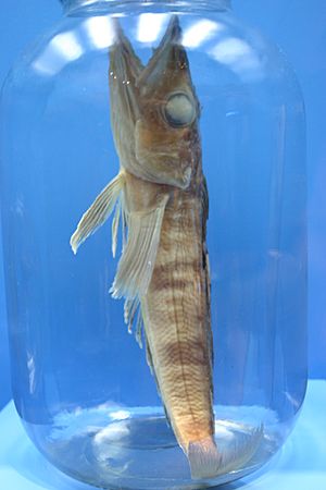 Mackerel Icefish (Champsocephalus gunnari).jpg