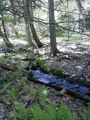 Maple Spring Brook headwaters.jpg