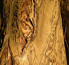Melaleuca dealbata bark