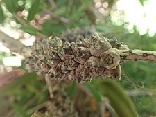 Melaleuca hypericifolia fruit