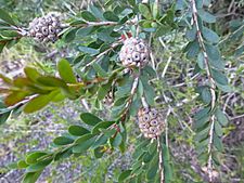 Melaleuca nesophila (fruits)