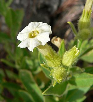 Nicotiana obtusifolia 3.jpg