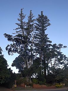 Norfolk Island Pine Trees, Cleveland 2