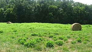 Open plaza at Angel Mounds SHS