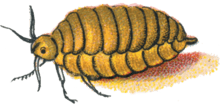 Orgyia antiqua female caterpillar