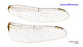 Orthetrum sabina female wings (34928543081)