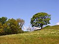 Pasture near West Hall - geograph.org.uk - 822343