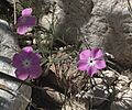 Phlox triovulata