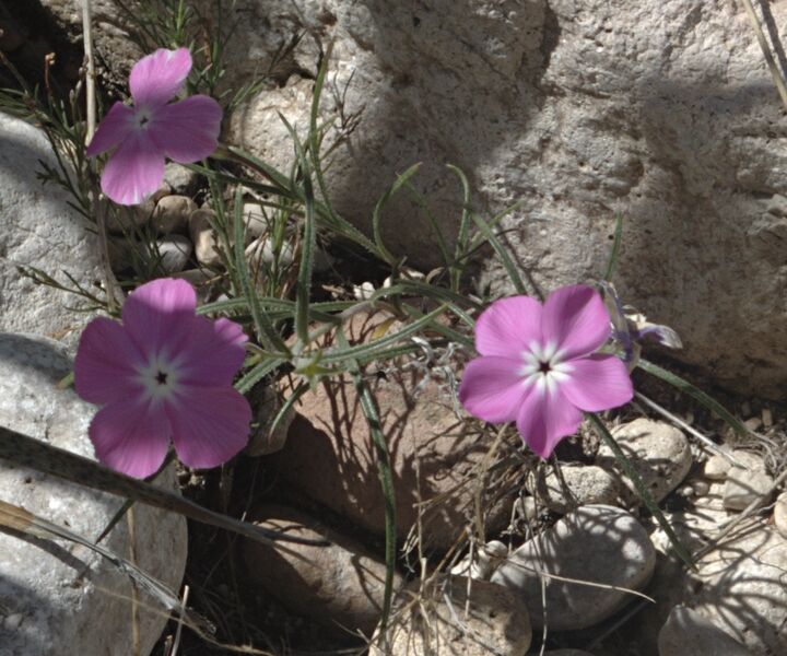 Phlox triovulata