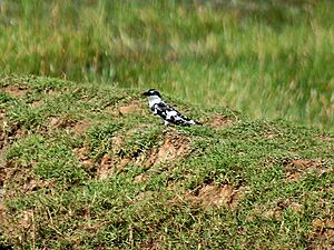 Pied Kingfisher at Chilika I IMG 9396