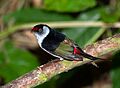 Pin-tailed manakin (Ilicura militaris)