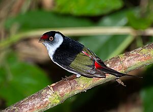 Pin-tailed manakin (Ilicura militaris).jpg